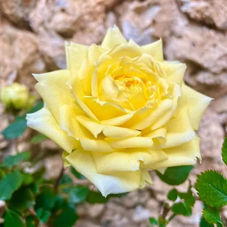 Ballkon Turi Bed & Breakfast